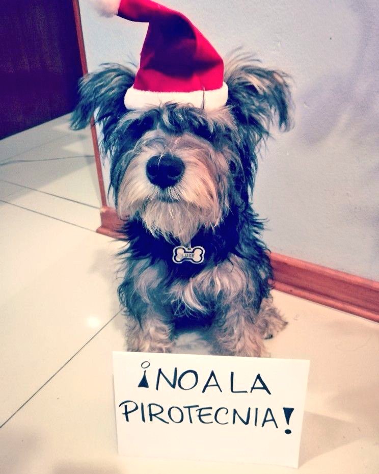 marthadelgado's tweet photo. Disfrutemos de los vibrantes colores y sonidos de las fiestas navideñas, pero también seamos conscientes de la salud de todos, especialmente de aquellos más vulnerables, así como del cuidado del medio ambiente.

En estas festividades decembrinas, te animo a evitar el uso de pirotecnia. Además de prevenir lesiones y accidentes, contribuirás a reducir la contaminación acústica y el impacto negativo en el entorno natural.

¡Celebremos de forma segura y responsable! 🎆🌲 #FelizNavidad #FelizDomingo