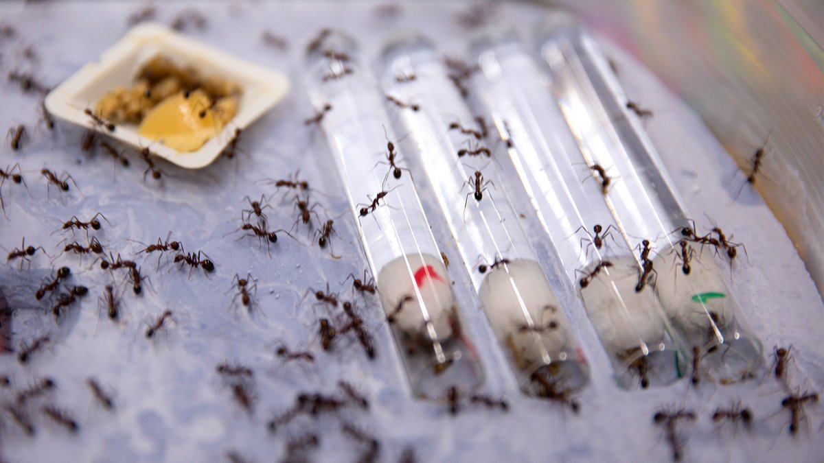 ASU News (@asunews) on Twitter photo š <a href="/ASU/">Arizona State University</a> researchers are studying how bees and ant colonies solve challenges, manage risks to the colony and efficiently divide labor ā inspiring ways for humans and technology to operate effectively in challenging environments. Full story: ow.ly/WFKK50QkLTJ š <a href="/ASU/">Arizona State University</a> researchers are studying how bees and ant colonies solve challenges, manage risks to the colony and efficiently divide labor ā inspiring ways for humans and technology to operate effectively in challenging environments. Full story: ow.ly/WFKK50QkLTJ