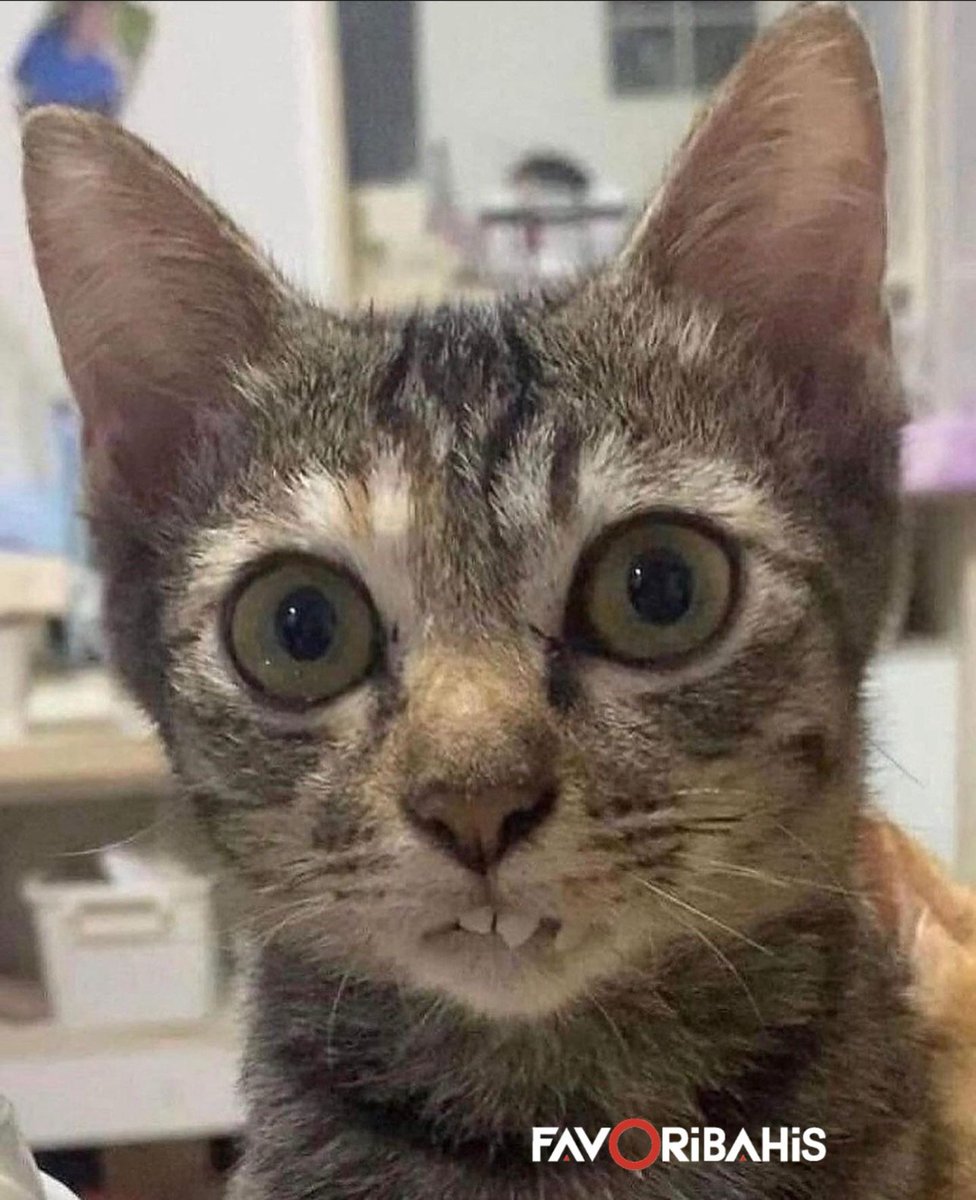 Ön dişlerine bakın çabukk