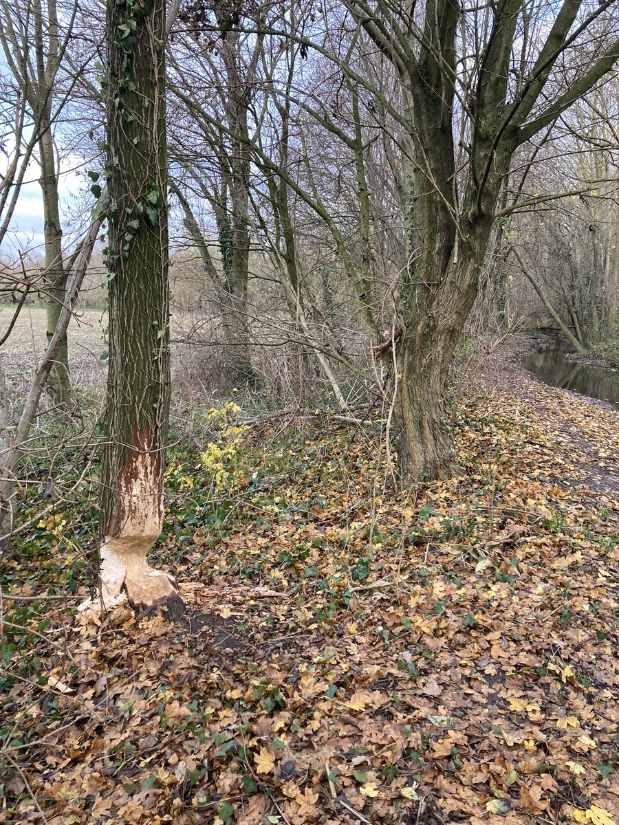 In 2 weken tijd is de #bever langs de kingbeek ook klaar met knotten... Hoop dat ie de rest met rust laat en verder gaat aan zijn eik of misschien ergens een 🎄