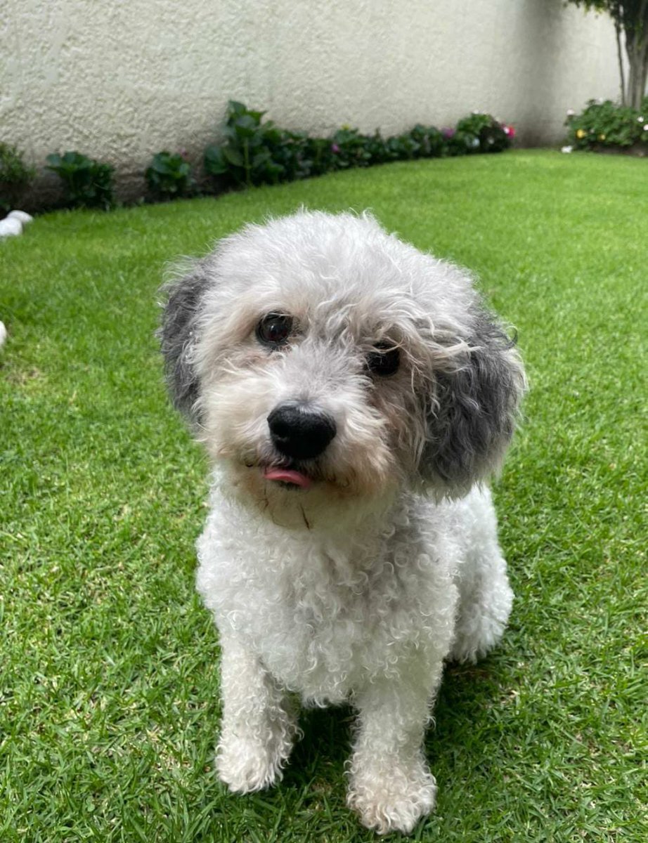 CataPeralta21's tweet photo. Yo sé que me esperas en el cielo moviendo la colita y mirándome con esos ojitos de amor. Prometo recordarte y amarte todos los días de mi vida 🥺♥️  Gracias por tanto https://t.co/1AkW46QYXV