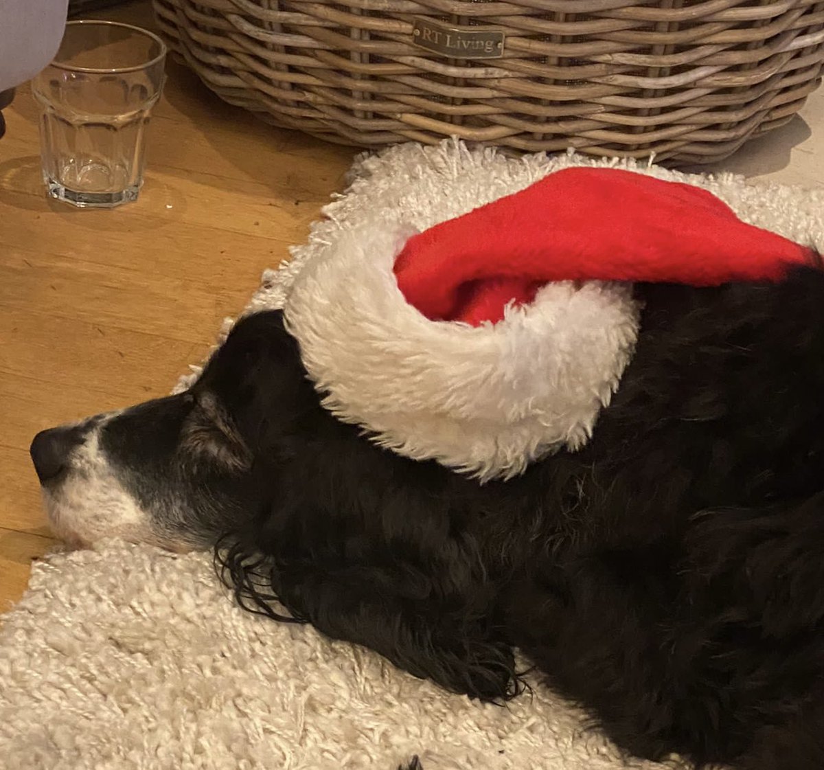 Sam is having a restful Christmas. I hope you can too and, if so, join me in thinking about all those here & around the world for whom there is no such thing as the holiday period.