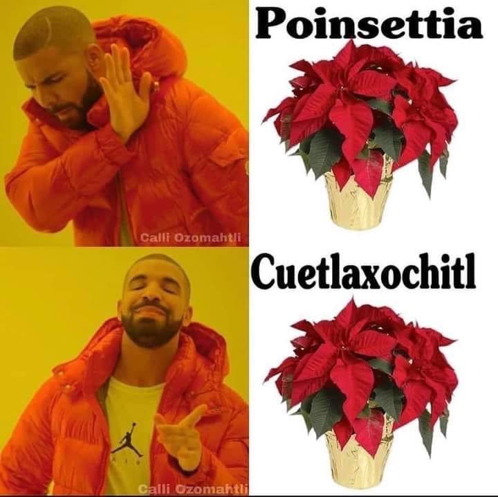 PeccaryNotPig's tweet photo. With a long indigenous history in Mexico, the roots of the Cuetlaxochitl plant (Euphorbia pulcherrima) go much deeper than Christmas. https://t.co/E7BEqyhlZe