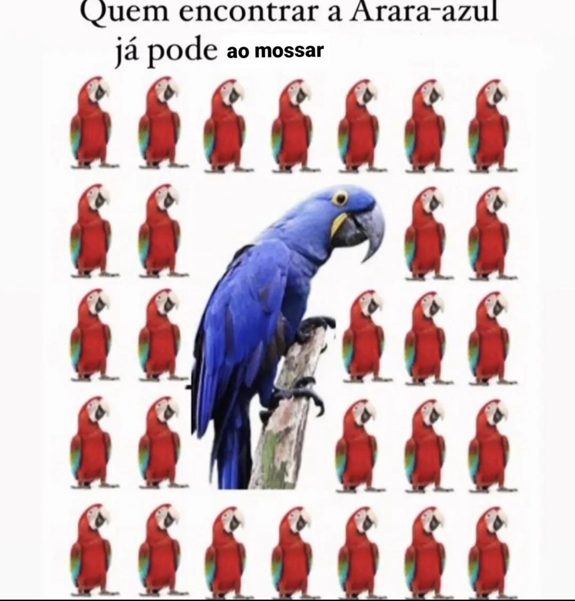 shitpostverdade's tweet photo. https://t.co/z7hpvzHwYI