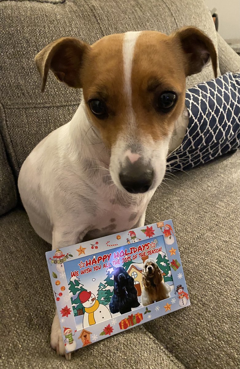 #ChristmasEve2023 #dogs #Pupmail #ChristmasCard #BabyJesus #Friendship #Dogsoftwitter #ZSHQ 
Look at this adorable card from Doc & Happy 📫💌♥️ @thecockerbros ! Thank you & we love you! ⛪️💚🎅🎄☃️