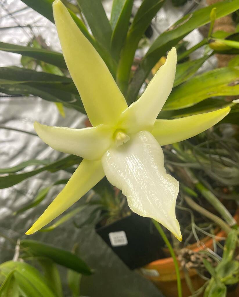 #Angraecum sesquipedale #orchids #orchidspecies #fragrant #angraecoid #christmasorchid
