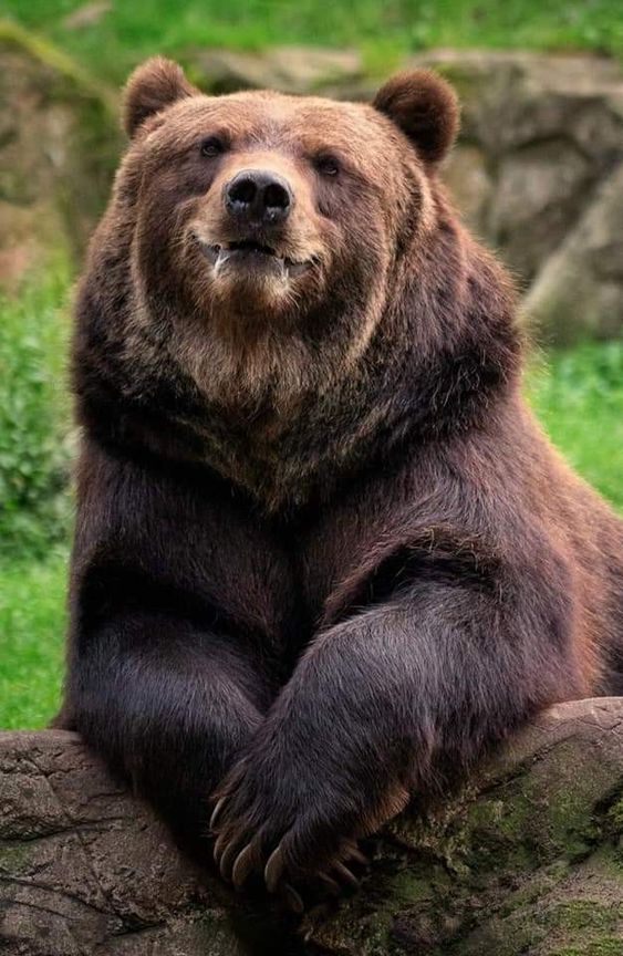 CameraBears's tweet photo. https://t.co/lXBZ7jzlHU