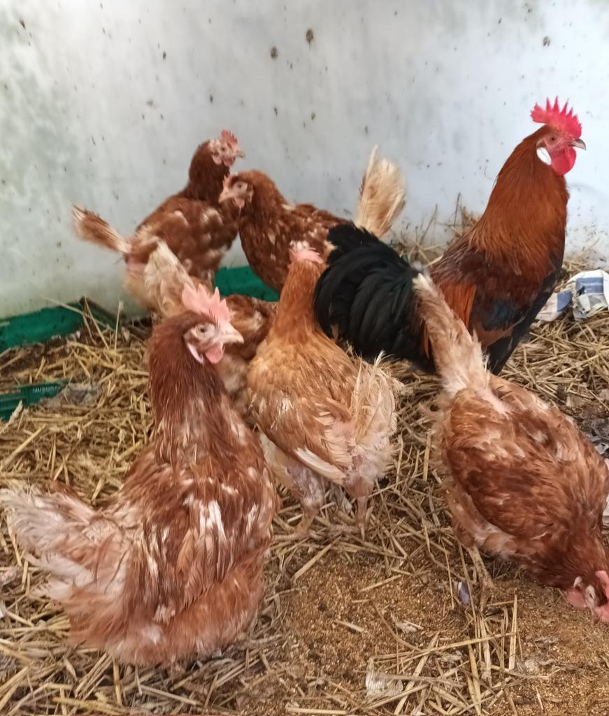 Some of the 10 ladles  got spared as a dinner  and get to hang around here.The young rooster is picking out his  girlfriends.