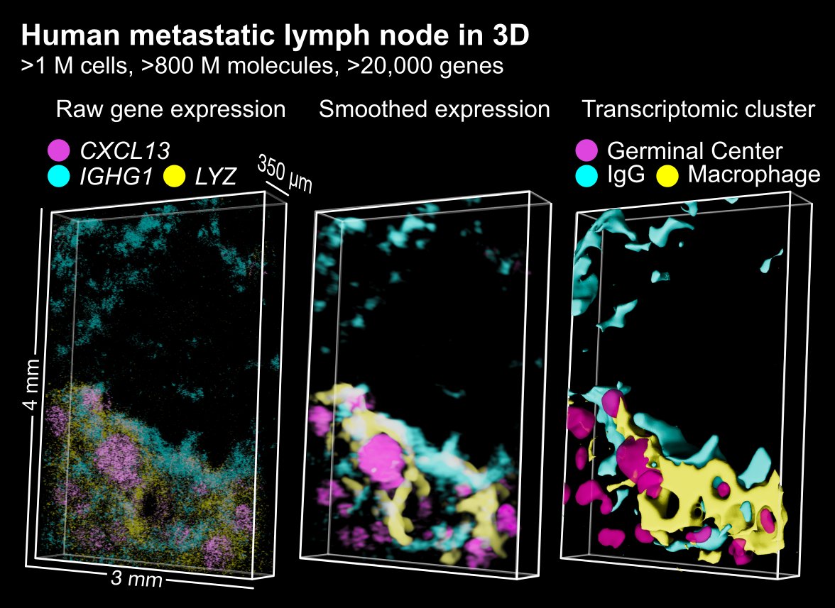 A spatial transcriptomics method that… 🧪is easy to use 🔬has high resolution 🪙is cost-efficient 🌍scales to 3D Just in time for Xmas: Open-ST, a end-to-end, open-source method that checks all boxes, from the @N_Rajewsky lab 📄Preprint: tiny.cc/openst 🧵⬇️
