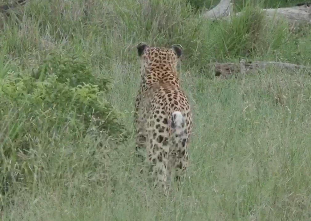 Rhonddalass's tweet photo. #wildearth #Bushbum T.p=Total purrfection โค๐โค https://t.co/Quuo7mTOF6