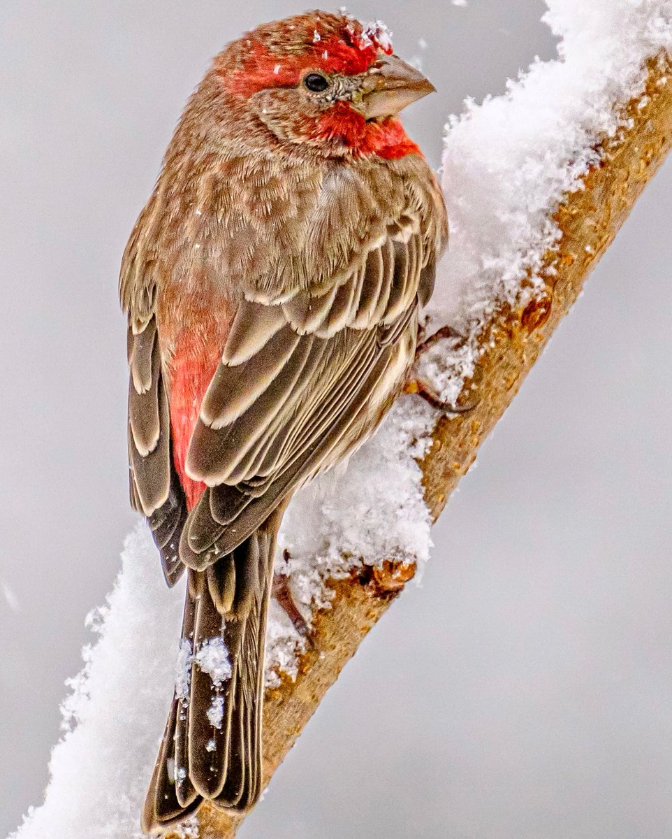 GeofotoF's tweet photo. βAnd Winter Cameβ Similar to Purple and Cassinβs Finch, but House Finch males are more orangey-red with color equally bright on crown, throat, and breast. #housefinch #BirdsOfTwitter #NaturePhotograhpy #SnowDayMagic #wildlifephotography #portraits #MerryChristmas #fujifilm https://t.co/YeAwRfNGjO