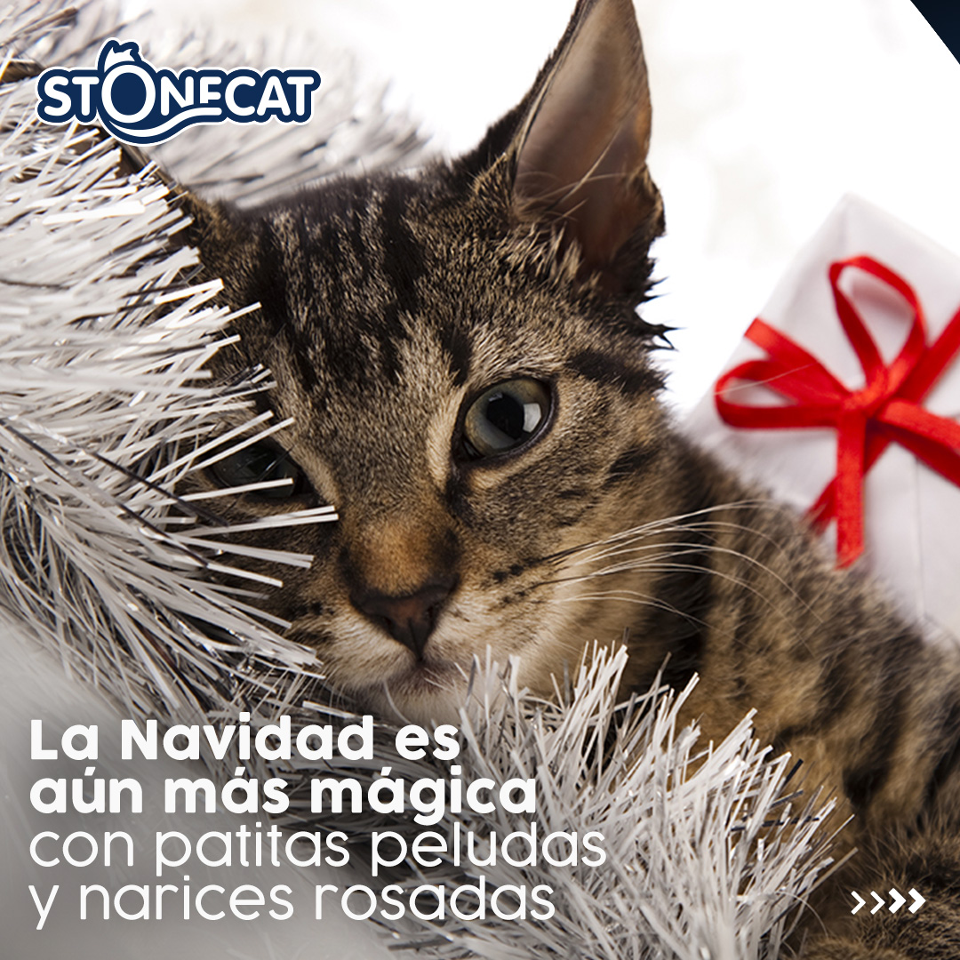 StonecatOficial's tweet photo. En estas fiestas, cada ronroneo y cariño de nuestros gatitos es el mejor regalo que podemos recibir. ¡Feliz Navidad, llenemos el hogar de amor y dulzura junto a ellos! 🎅🐱 🎄 https://t.co/r77WwVzgBU