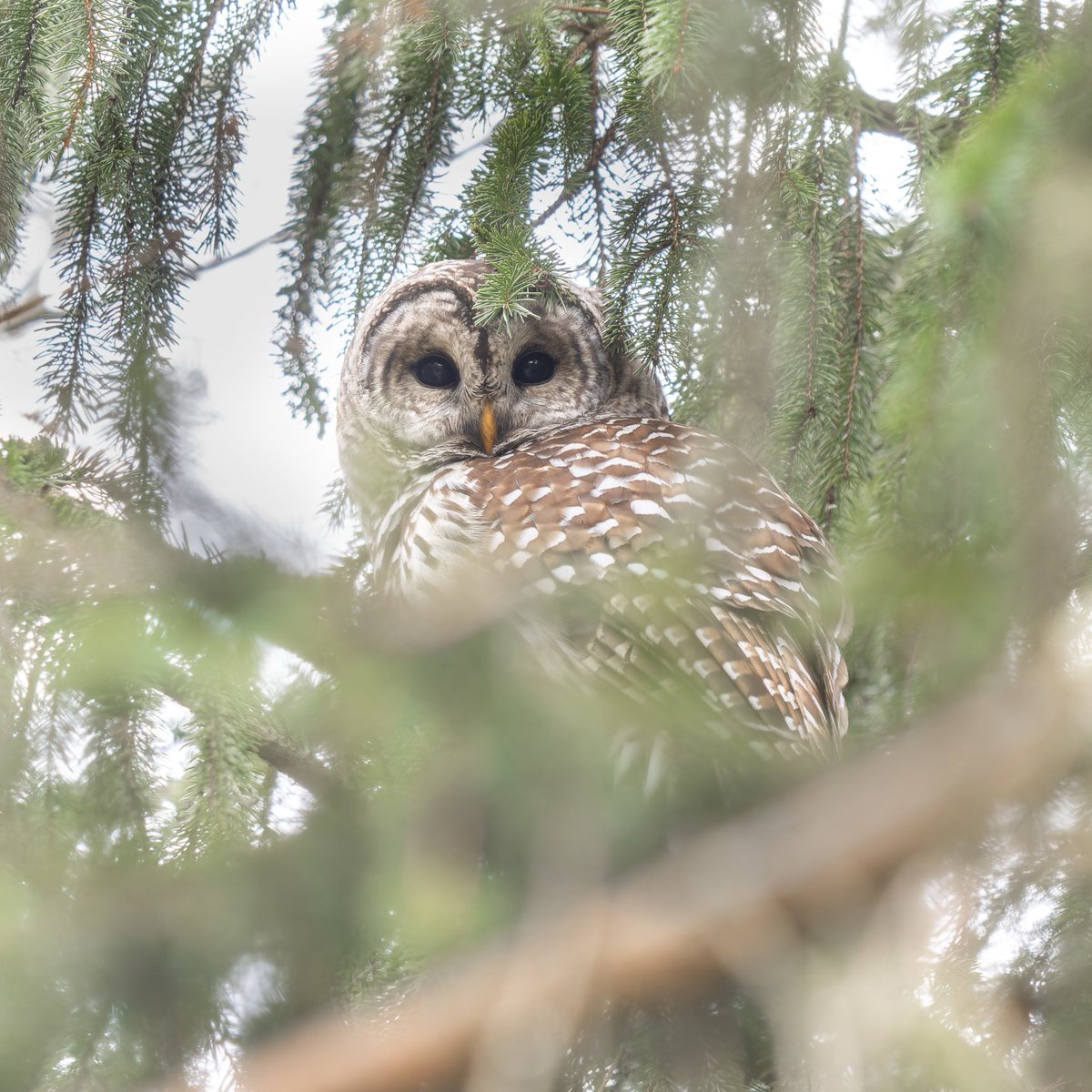 Barred Owl blending into the conifers in Orange County, NY.🌲💕🦉 #birds #birding #nature