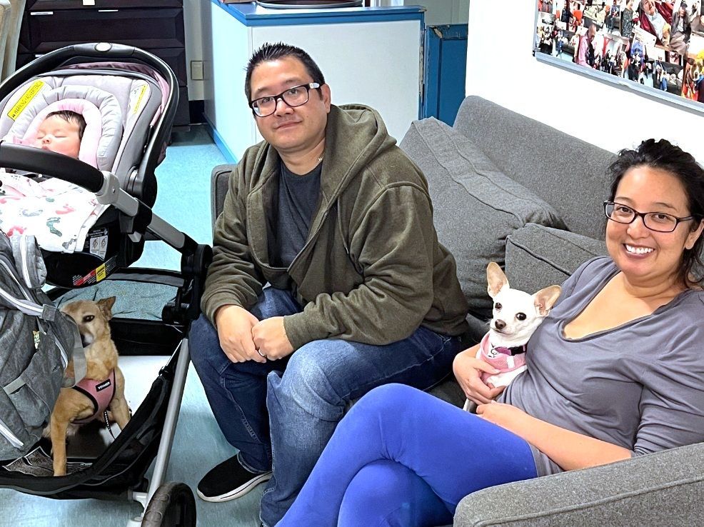 Marissa recently lost her #Chihuahua and was feeling the loss. A #Nextdoor recommendation led her to Muttville, and when she saw Lavender Haze, she had to meet her! We're so #happy for this beautiful family!🎉 #HomeForTheHolidays