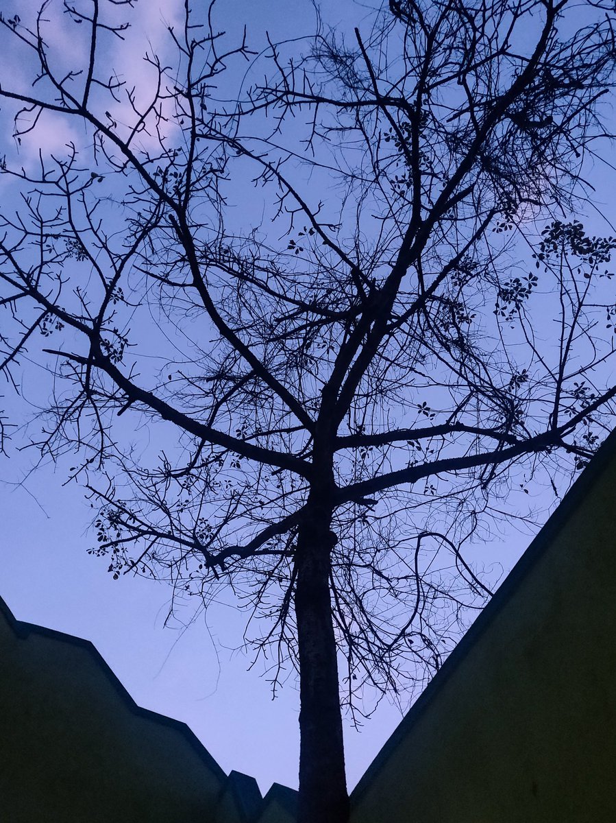 Fig Tree tweet media