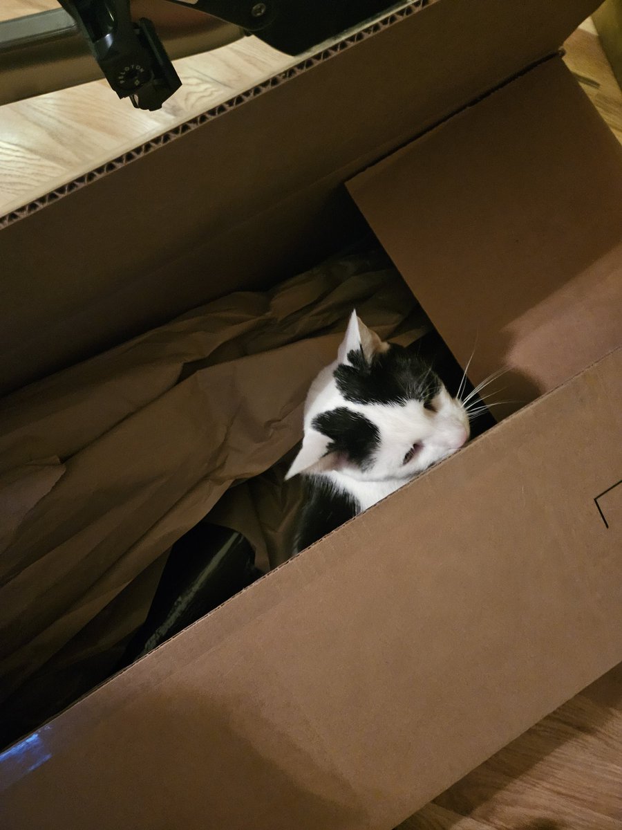 TheSprinklesCat's tweet photo. Hope mew have a purrfect #CatBoxSunday which is also #ChristmasEve2023! 1 more sleep until Santa Paws! #cowcat #CatsofTwittterX #AdoptDontShop #StaySafe https://t.co/35Qbmgr0Bg