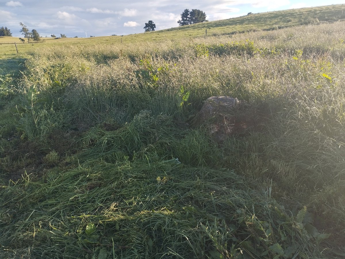 Sonrick141's tweet photo. Pos choque con un tronco no lo ví por el pasto largo https://t.co/1v6Ue1CBSJ