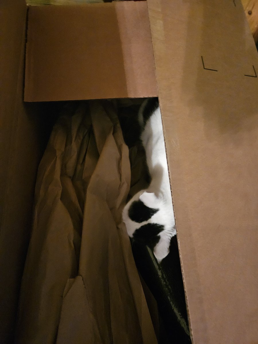 TheSprinklesCat's tweet photo. Hope mew have a purrfect #CatBoxSunday which is also #ChristmasEve2023! 1 more sleep until Santa Paws! #cowcat #CatsofTwittterX #AdoptDontShop #StaySafe https://t.co/35Qbmgr0Bg