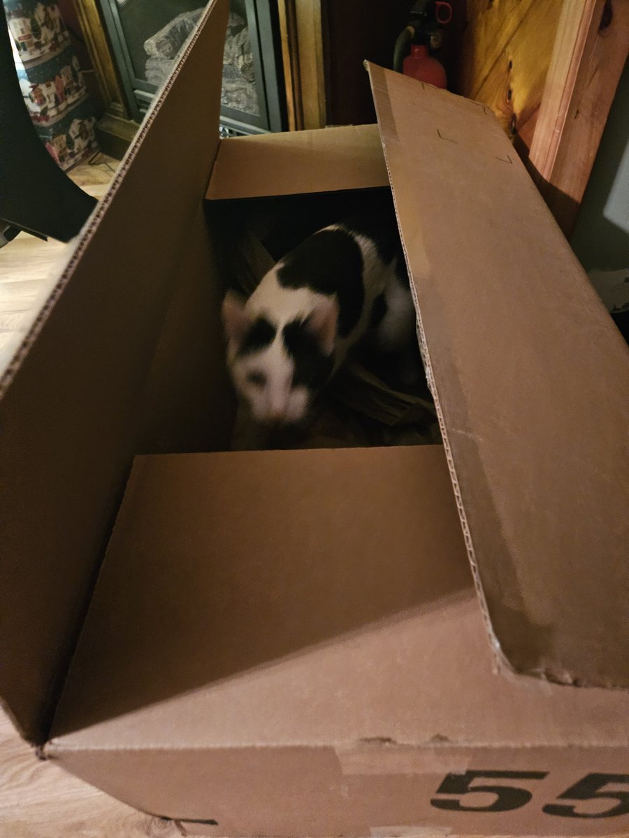 TheSprinklesCat's tweet photo. Hope mew have a purrfect #CatBoxSunday which is also #ChristmasEve2023! 1 more sleep until Santa Paws! #cowcat #CatsofTwittterX #AdoptDontShop #StaySafe https://t.co/35Qbmgr0Bg