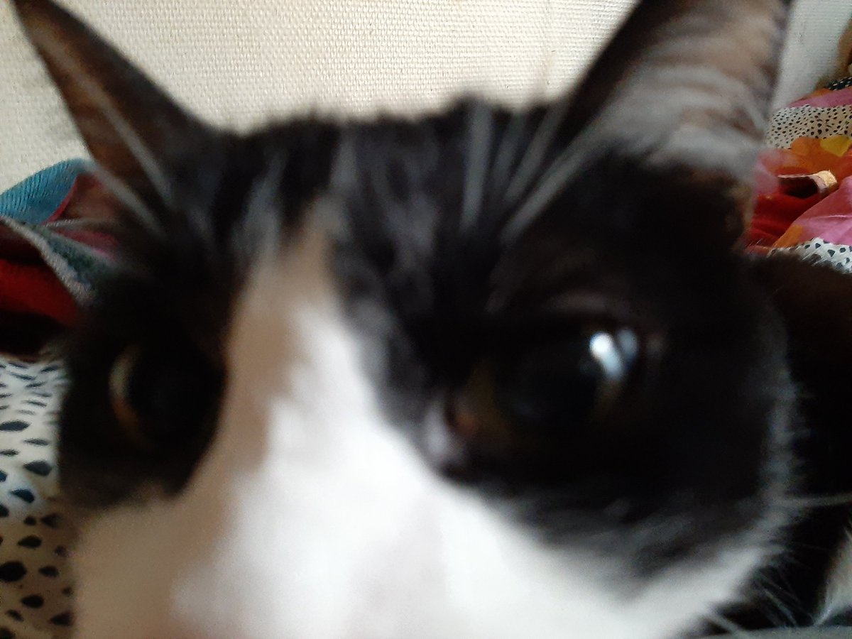 Mr Chat des étoiles ⭐ & Rafale 🌪 🍋 🌴 🧡 tweet media