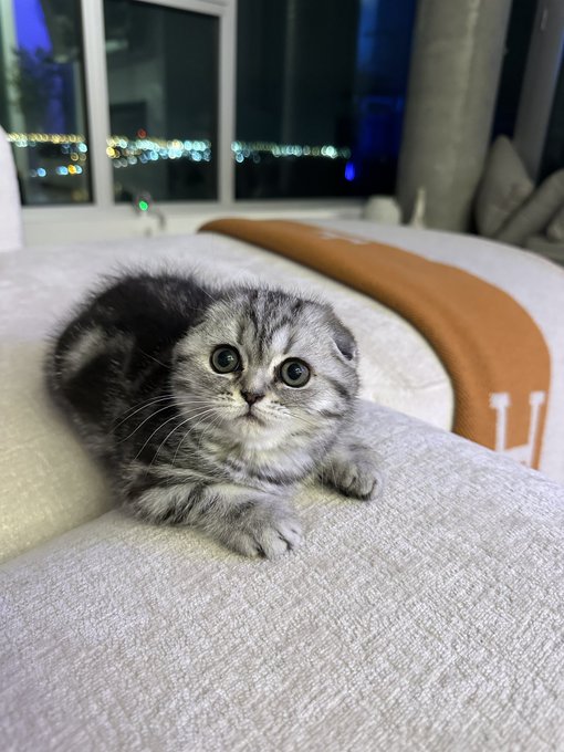 Christmas with cookie ❤️ at least i have my cat 🥺 https://t.co/E47kTR7hjj