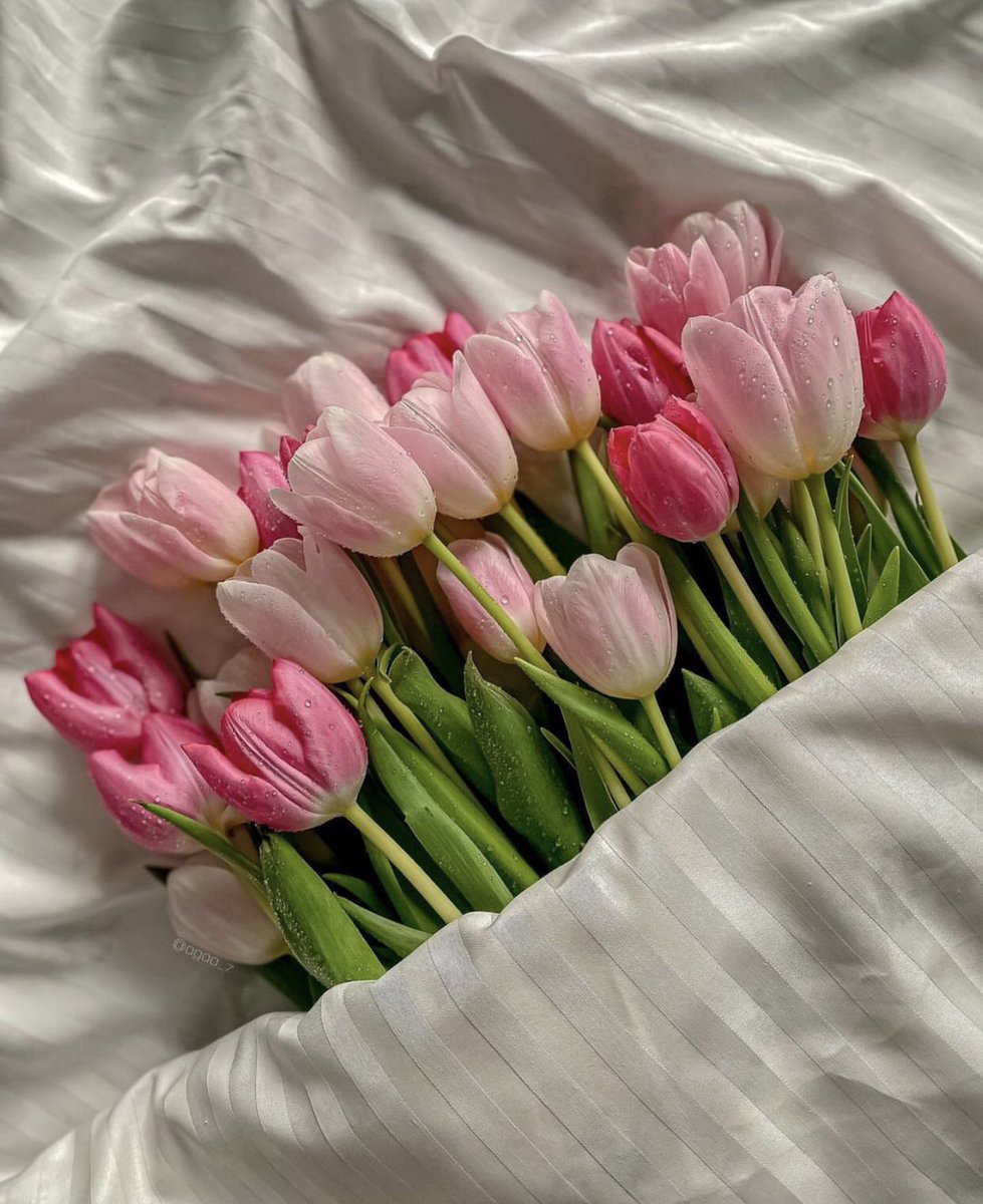 pink tulips