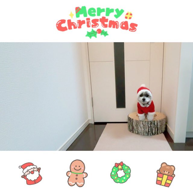 ⛄️🎄 ᴍᴇʀʀʏ ᴄʜʀɪsᴛᴍᴀs 🎄⛄️  #マルシーズー https://t.co/3RBLbRdUeF<a href="/tag/%E3%83%9E%E3%83%AB%E3%82%B7%E3%83%BC%E3%82%BA%E3%83%BC"class="tags">#マルシーズー</a>