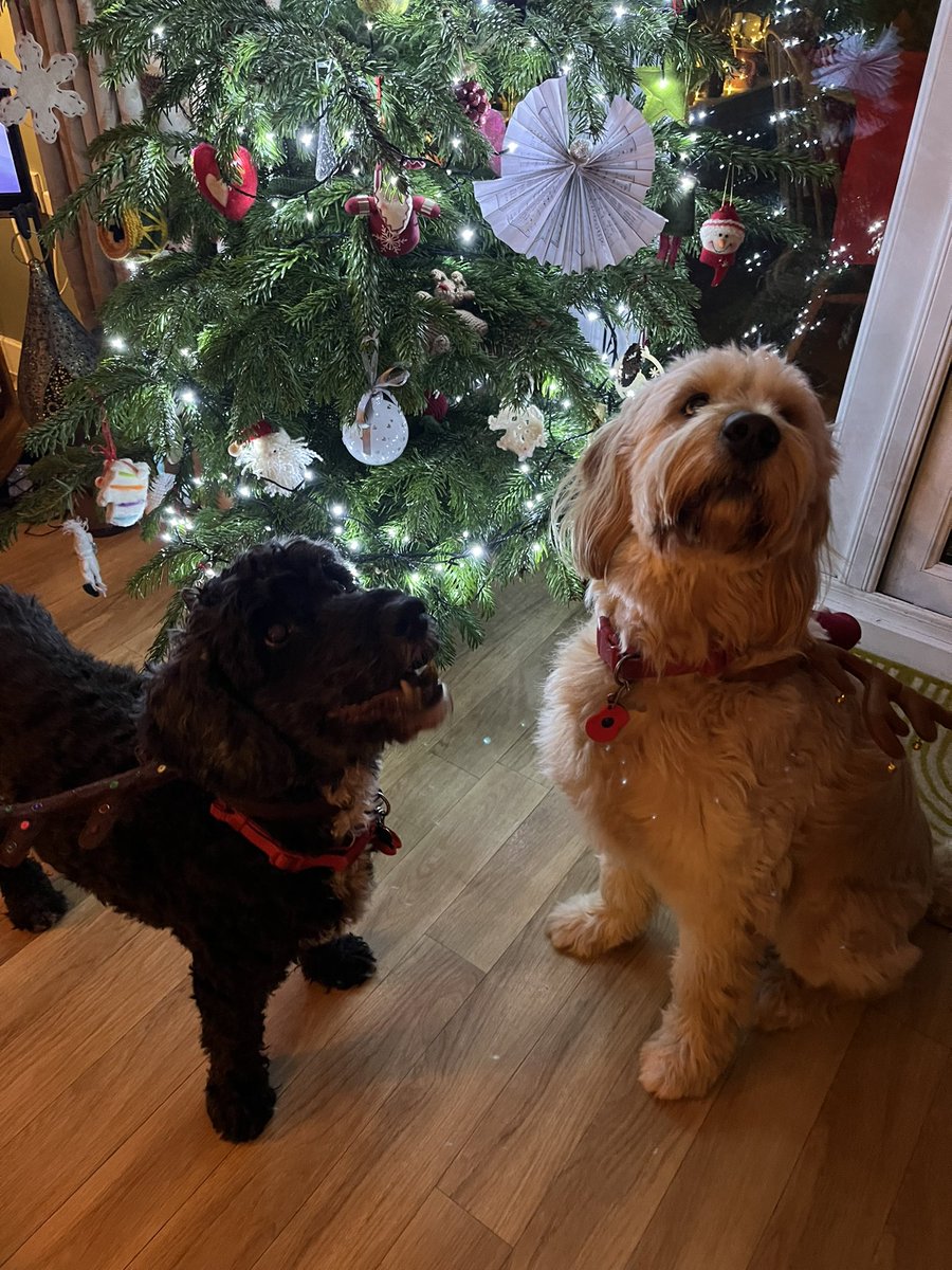 sarahs42's tweet photo. Merry Christmas 🎄 no Christmas cards this year but a donation to @DogsTrust on behalf of snoop and Dougal 🐕‍🦺🦮 https://t.co/1I9zWala2B