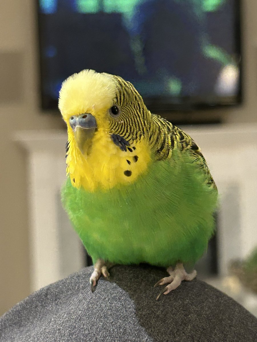 Merry Chirpmass Everyone!
🎄 🎁