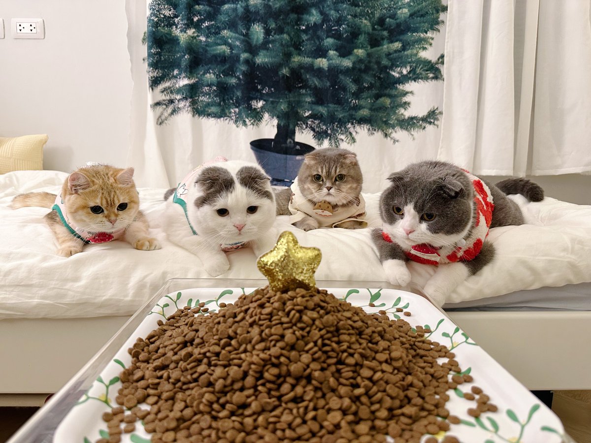 jiewliewnjiggo's tweet photo. ต้นคริสต์มาสแบบใด 🎄⭐️ https://t.co/OXhQDqX6fQ