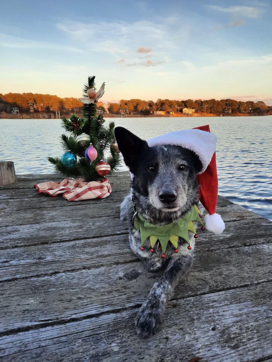 TrueBlueBodhi tweet media