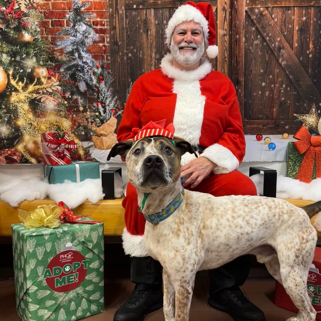 AnimalLeague's tweet photo. Sweet Buddy (#V33791) is looking for his forever home this holiday season! Buddy is an intelligent dog and knows his basic commands well. If you're interested in meeting Buddy, please contact Courtney at CourtneyS@AnimalLeague.org! #GetYourRescueOn #Adopt #Rescue #AdoptBuddy https://t.co/pYOXFwK7LB
