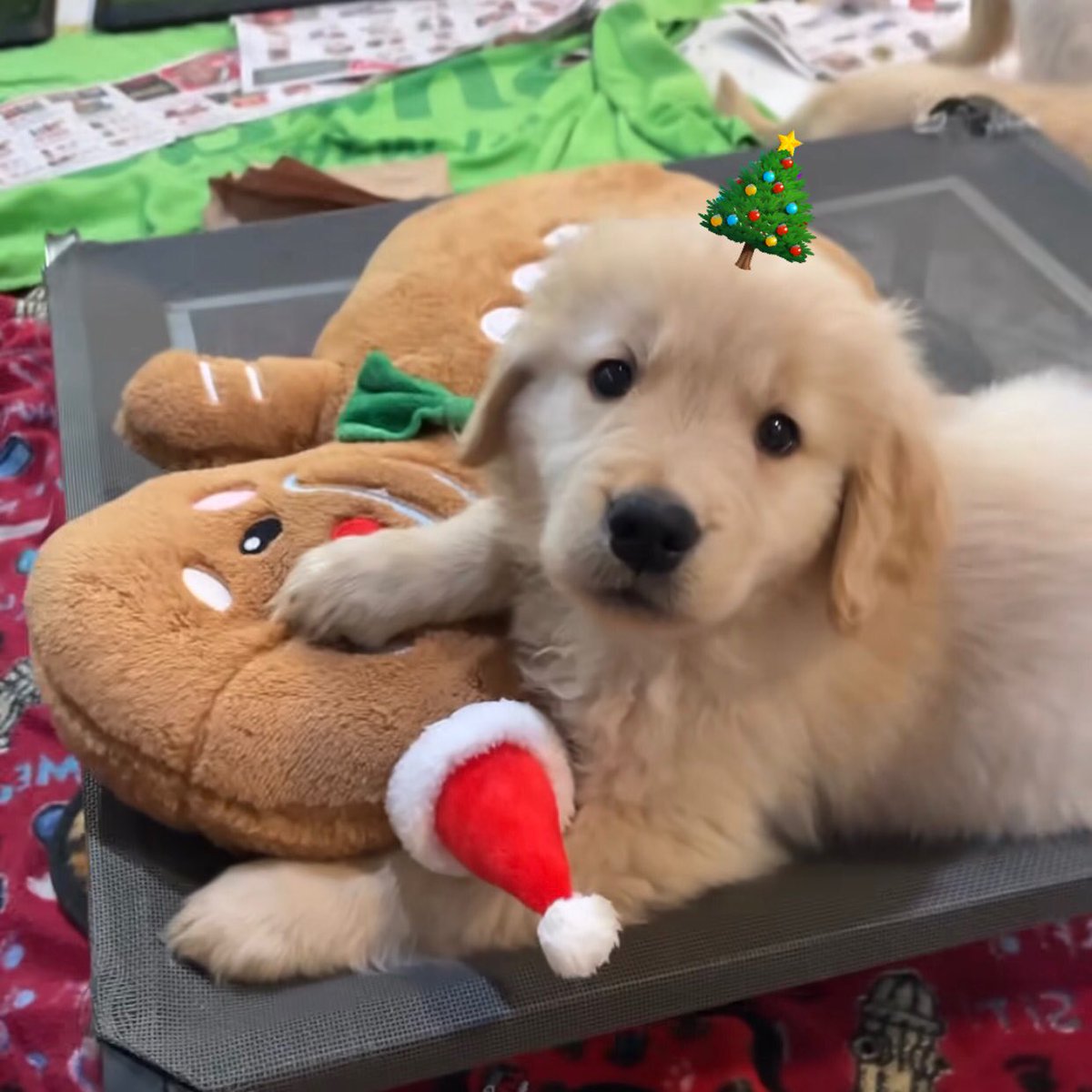 takemybear's tweet photo. merry Christmas krub 🎄🤍 https://t.co/hrP2JpksH9
