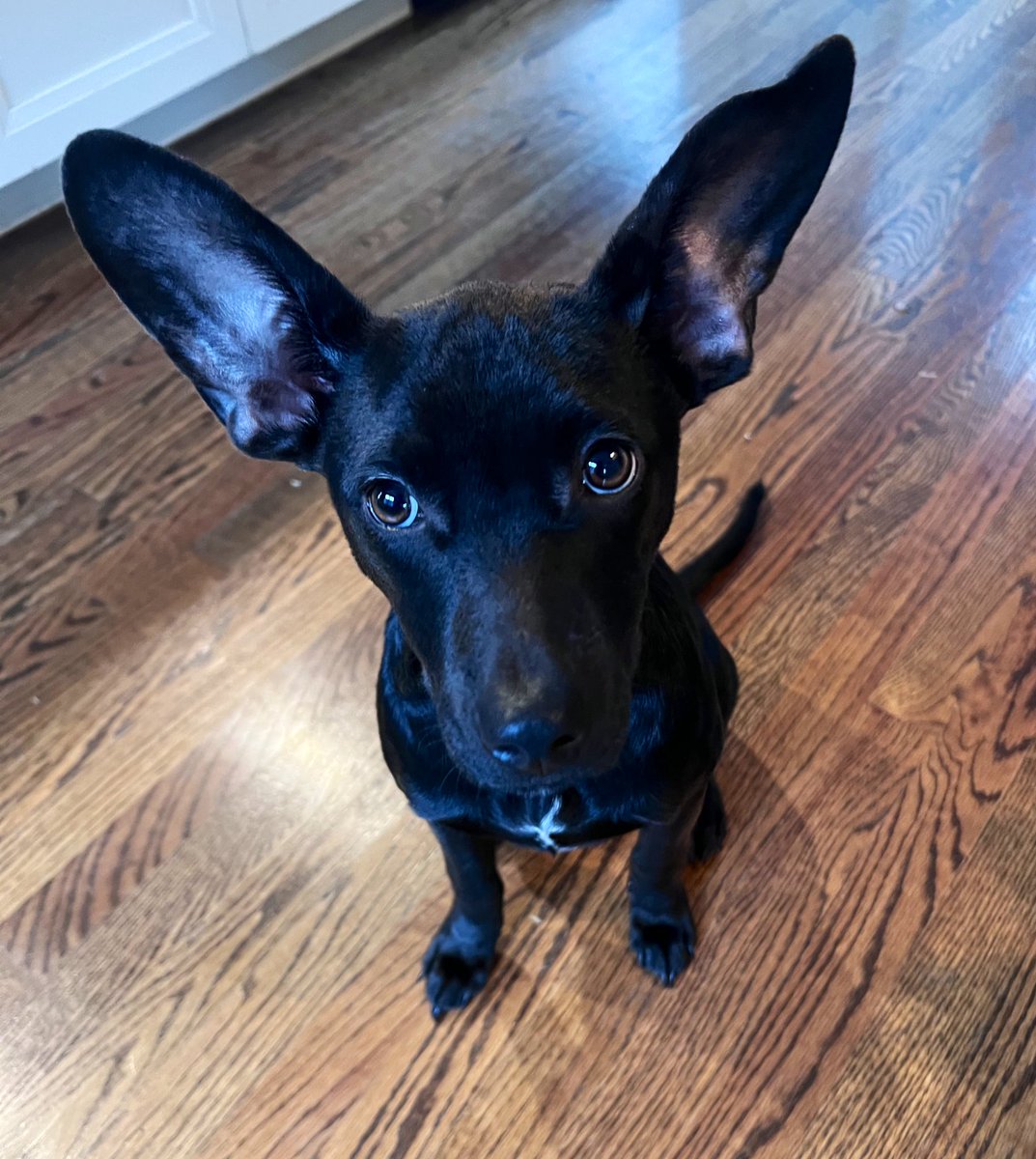 Claire, the dog we’re fostering over Christmas, says, “All right, people. Ears up for Santa!”