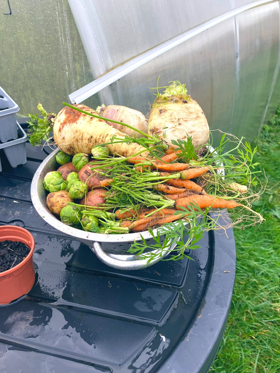 alanjdrumm's tweet photo. Lush veg harvested for our Christmas dinner. 

Love hearty winter veg. Particularly baby carrots teeming with flavour.

#growyourown #Gardening #GIY #ChristmasEve https://t.co/CUcFaTPtum
