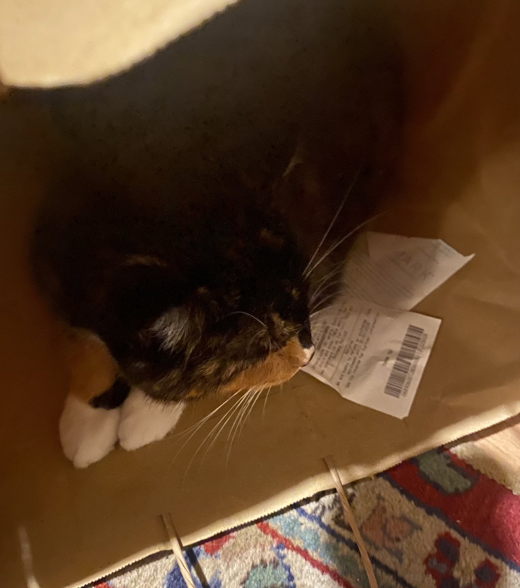thewayofnight's tweet photo. All Hattie needs for Christmas is a nice paper bag #easypleased https://t.co/RAiAMq30qn