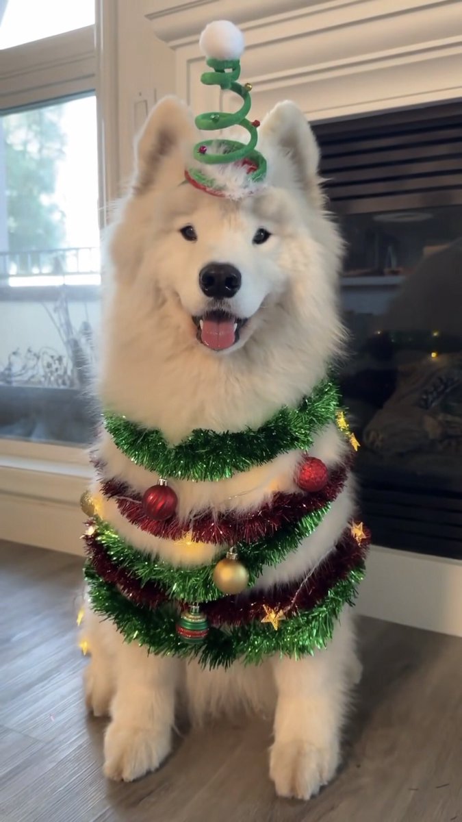 takemybear 🐶 tweet media