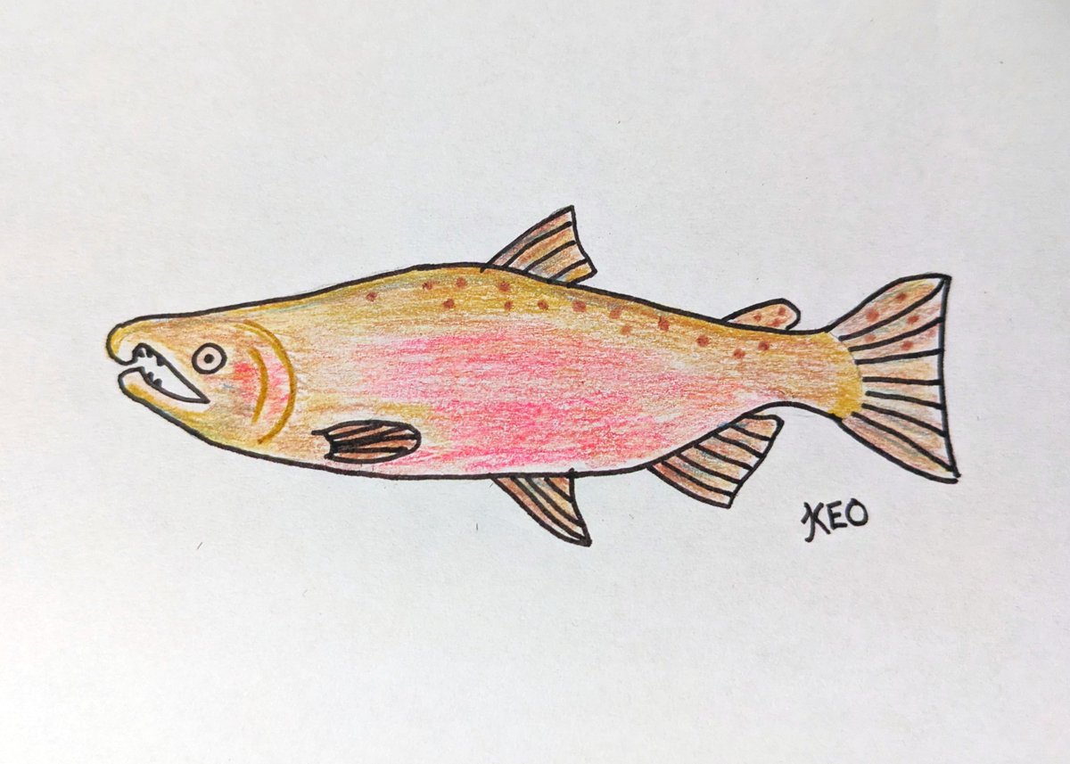 Katie O'Reilly (@drkatfish) on Twitter photo Congrats to everyone who guessed the Coho Salmon for the final #SundayFishSketch-#25DaysofFishmas crossover of this year - what a fin-tastic way to bring things to a close! Congrats to everyone who guessed the Coho Salmon for the final #SundayFishSketch-#25DaysofFishmas crossover of this year - what a fin-tastic way to bring things to a close!