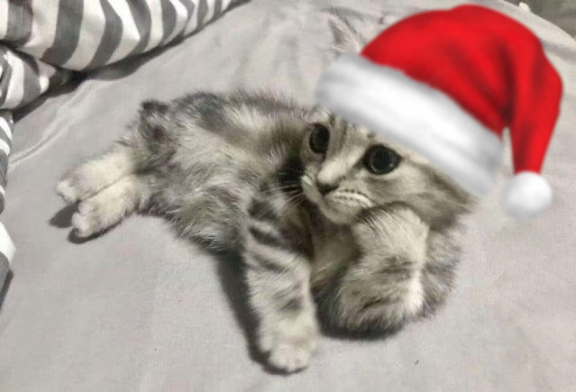 bitcoiner tweet media