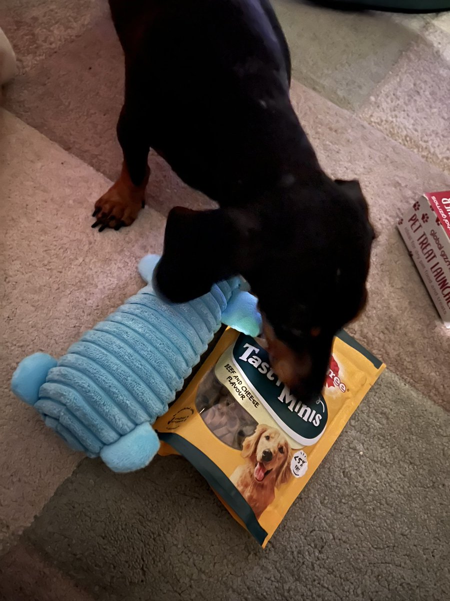 SausageThea's tweet photo. Thank you #secretsantapaws for my gifts 🎁🩷 I got to open today as hoomum is working tomorrow. 
Merry Christmas #sausageArmy pals 🎄🎅🏼 wishing you all a treat filled one! Xxx https://t.co/RXnv7osBfh