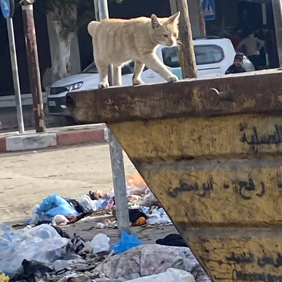 roundthefurr's tweet image. gaza cats