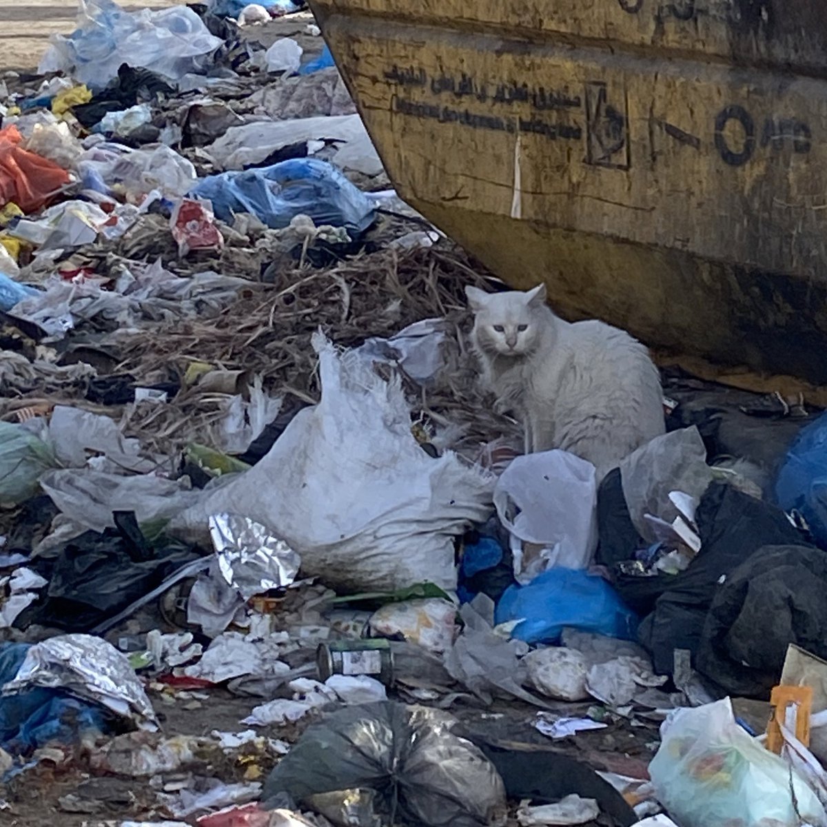 roundthefurr's tweet image. gaza cats