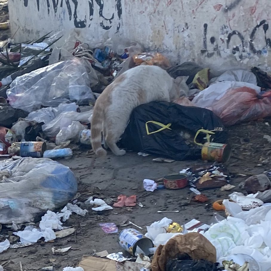 roundthefurr's tweet image. gaza cats