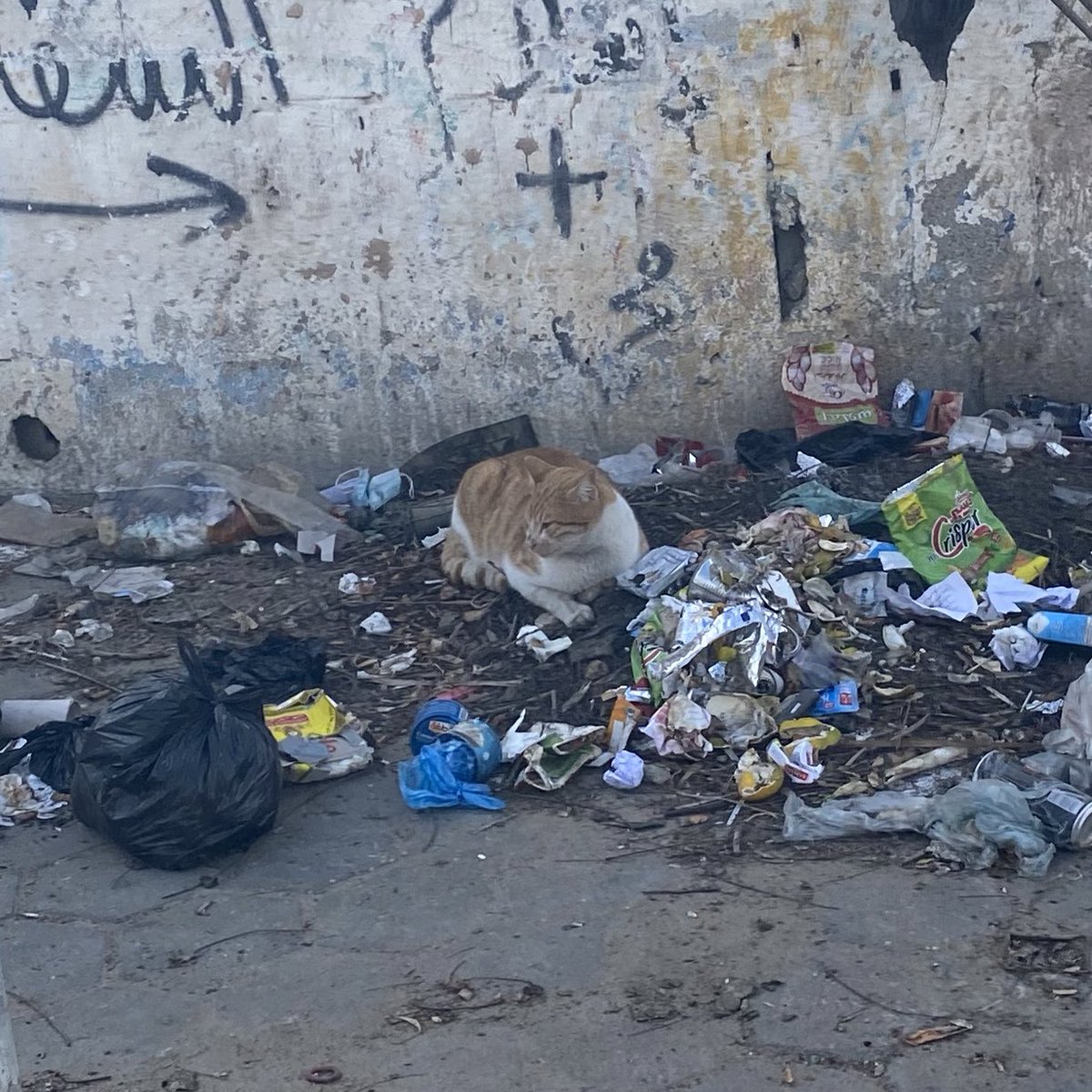 roundthefurr's tweet image. gaza cats