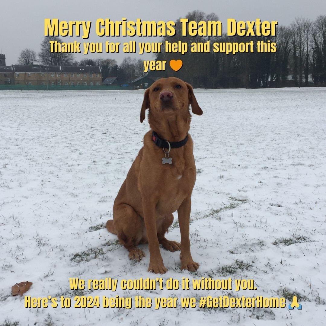 Please give your pups an extra cuddle from me this Christmas and here's hoping that 2024 brings home not only our Dexter, but also all the other missing family members who need to be back where they belong 🧡 
#GetDexterHome #MerryChristmas #ChristmasEve
