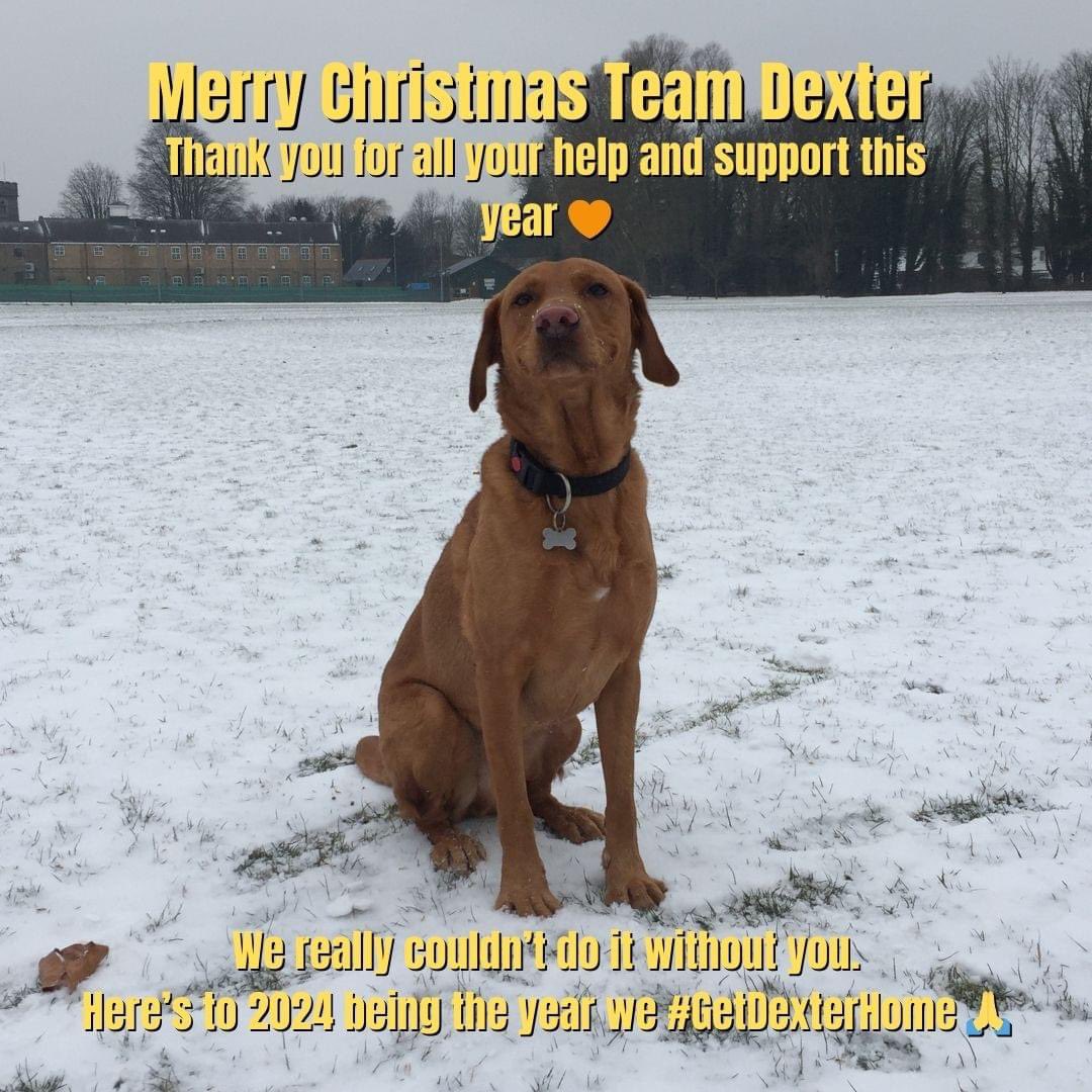 Please give your pups an extra cuddle from me this Christmas and here's hoping that 2024 brings home not only our Dexter, but also all the other missing family members who need to be back where they belong 🧡 #GetDexterHome #MerryChristmas #ChristmasEve