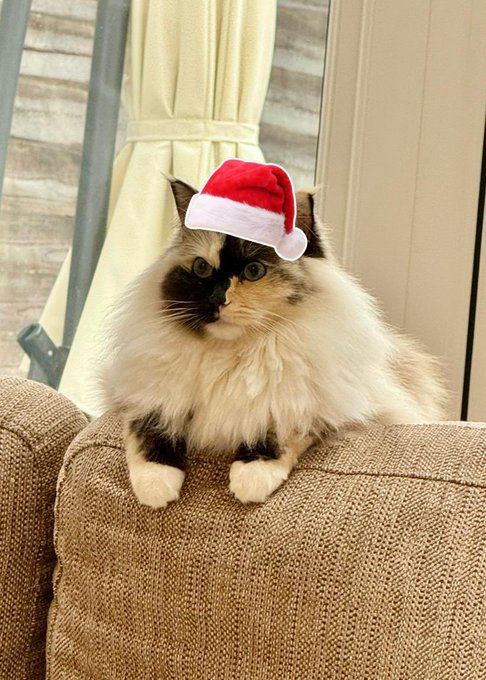 Happy Christmas ❤️ https://t.co/z4TxhYxNFA