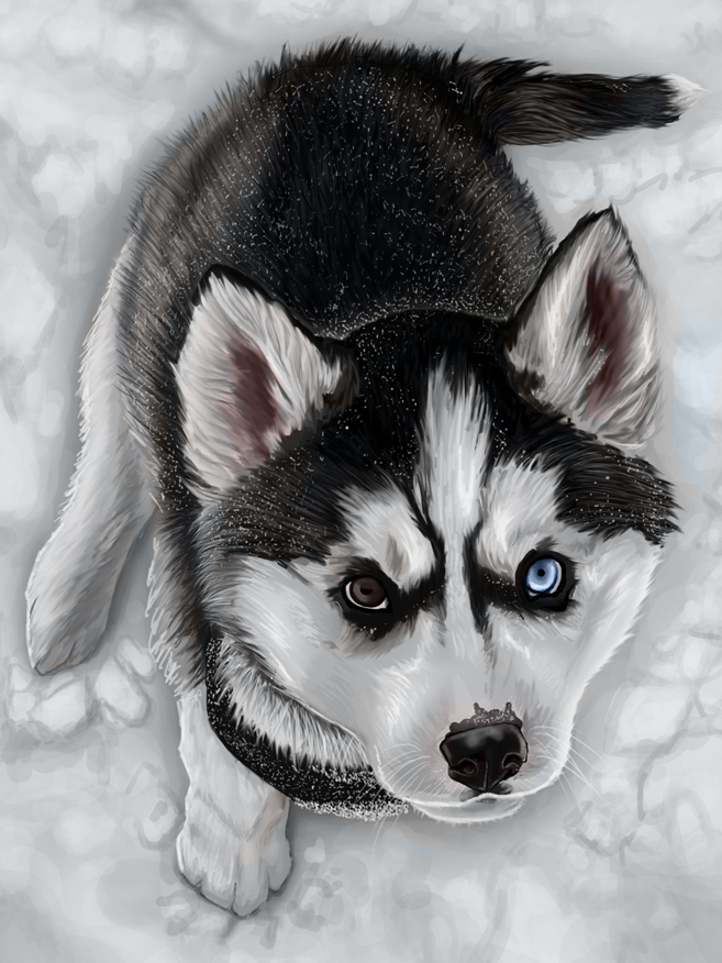 vanthesque's tweet photo. @enbeee__ My Tally, my bear, my shining knight... my chicken sandwich thief! I love you now and forever. You made friends everywhere, gave the best hugs, and embodied everything I adore about huskies. Thank you for being you – you were perfect. Run free with your brother, and your beloved. https://t.co/WJJaF4lcyt
