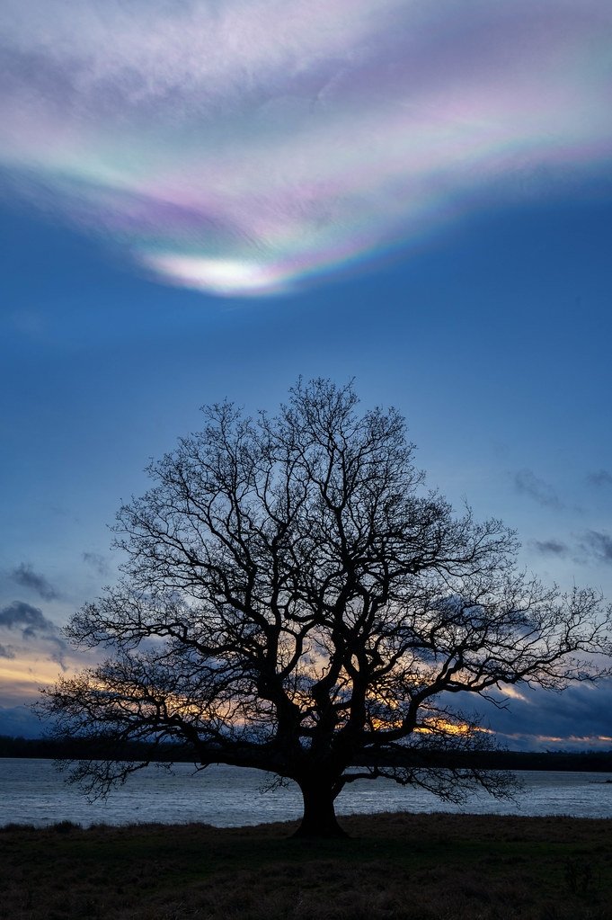 More Nacreous clouds this evening over a lone tree at Rutland Water. You can see why they get the name Rainbow clouds and Mother of Pearl. #Rutland #Nacreousclouds #rainbowclouds