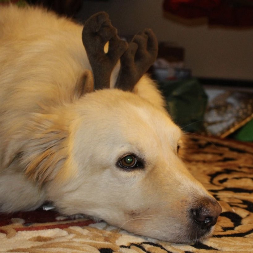 Dogs with antlers: our kuvasz and our friend Christine 30 years ago on Long Island, and Outlaw in 2015. All three of them are gone -- we miss them and celebrate their memories each Christmas. #Christmas #dogsofx @dogandpuplovers @dogcelebration @ok32650586